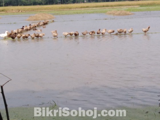 বেইজিং হাস